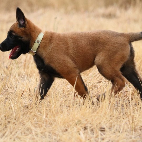 chiot Berger belge Vert Elevage de la Garde des Albères  