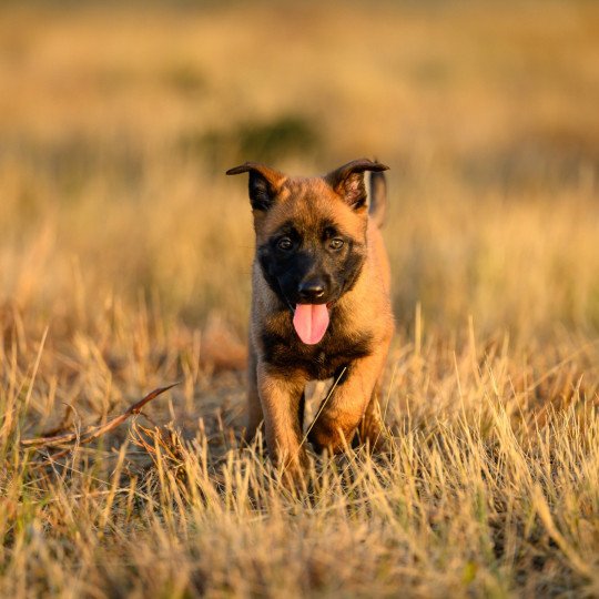 chiot Berger belge Aria Elevage de la Garde des Albères  