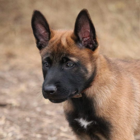 chiot Berger belge Violet Elevage de la Garde des Albères  