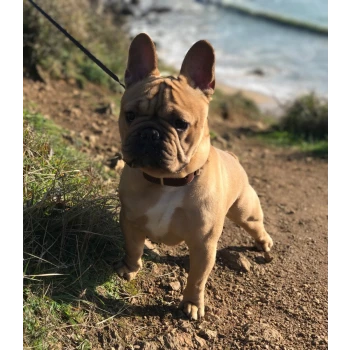 Elevage de Bouledogue Français des Contes de Mirabeau