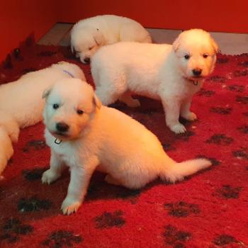 1er chiot (Portée Ricci ❤ The One 2026) - Mâle  Mâle Berger blanc suisse