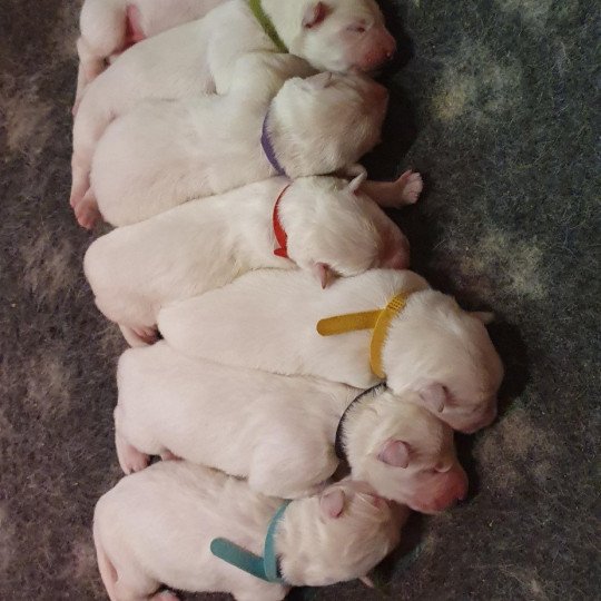 A réserver Mâle Berger blanc suisse