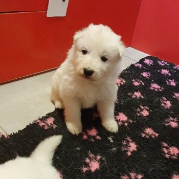 A réserver Mâle Berger blanc suisse