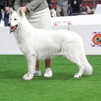 The One Mâle Berger blanc suisse