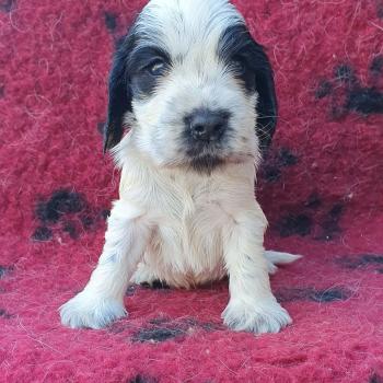 Boule de poils Mâle Cocker anglais