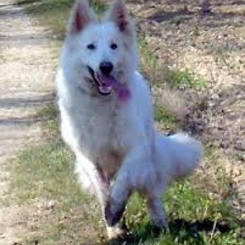 Berger Blanc Suisse Of Shepherd's Paw