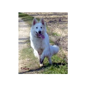 Berger Blanc Suisse Of Shepherd's Paw