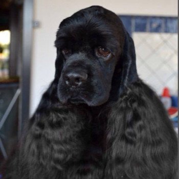 Storm Mâle Cocker spaniel americain