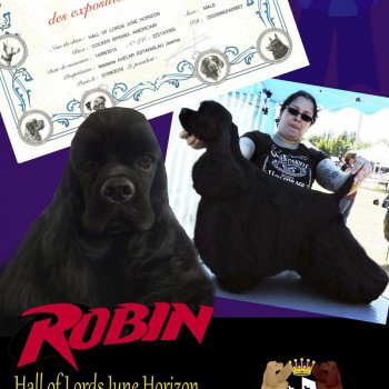 Ch. Hall of Lords June Horizon Mâle Cocker spaniel americain