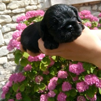 Hall of Lords A Major Sonata Femelle Cocker spaniel americain