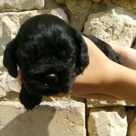 Hall of Lords A Sacred Sound Femelle Cocker spaniel americain