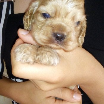 Hall of Lords A Song of Fire and Frost Femelle Cocker spaniel americain