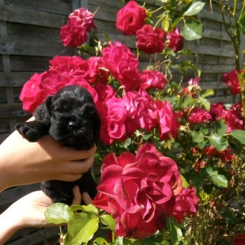 Hall of Lords Adaggio in the Night Femelle Cocker spaniel americain
