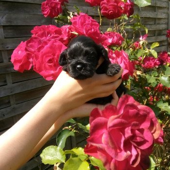 Hall of Lords Allegro Over the Rainbow Femelle Cocker spaniel americain