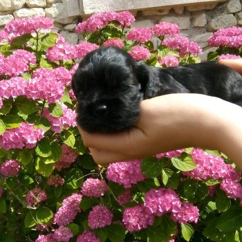 Hall of Lords Arpeggio in the Down Femelle Cocker spaniel americain