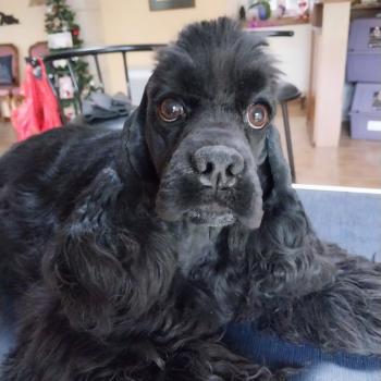 Hall of Lords Athena Calls Justice Femelle Cocker spaniel americain