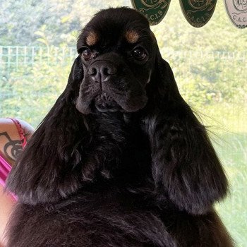 BIS, Jr BISS Ch. Hall of Lords Real Square Point Femelle Cocker spaniel americain