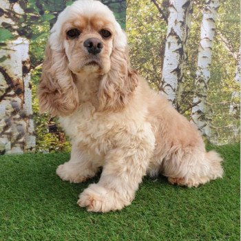 Beverly Femelle Cocker spaniel americain