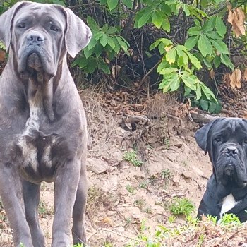 cane corso