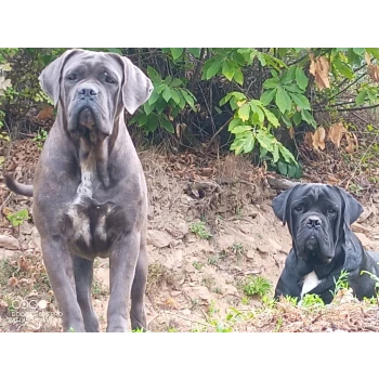cane corso