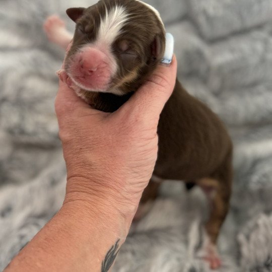 chiot Berger australien rouge tricolore Elevage des Embruns de Jade  