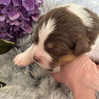 chiot 3 des Embruns de Jade Femelle Berger australien