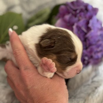 chiot 1 des Embruns de Jade Mâle Berger australien