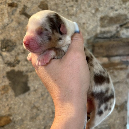 chiot Berger australien rouge merle chiot 4 Elevage des Embruns de Jade  