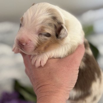 chiot 4 des Embruns de Jade Mâle Berger australien