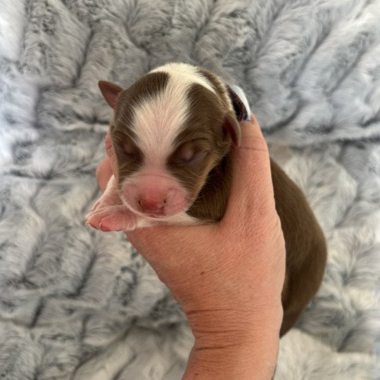 chiot Berger australien rouge tricolore chiot 5 Elevage des Embruns de Jade  