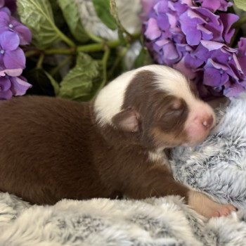 chiot 5 des Embruns de Jade Femelle Berger australien