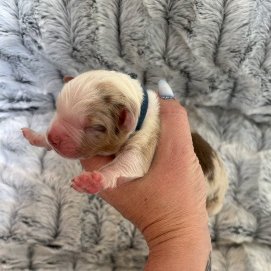 chiot Berger australien rouge merle chiot 6 Elevage des Embruns de Jade  