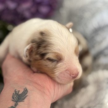 chiot 6 des Embruns de Jade Mâle Berger australien