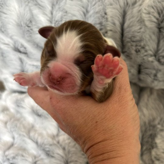 chiot Berger australien rouge tricolore chiot 7 Elevage des Embruns de Jade  