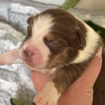 chiot 7 des Embruns de Jade Mâle Berger australien
