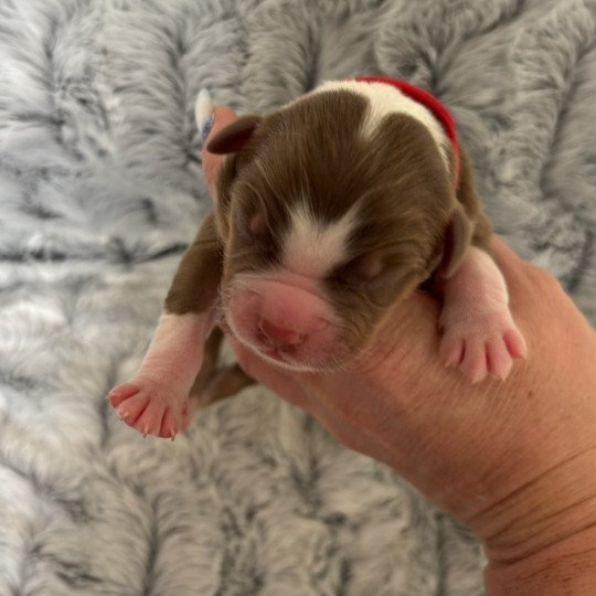 chiot Berger australien rouge tricolore chiot 8 Elevage des Embruns de Jade  