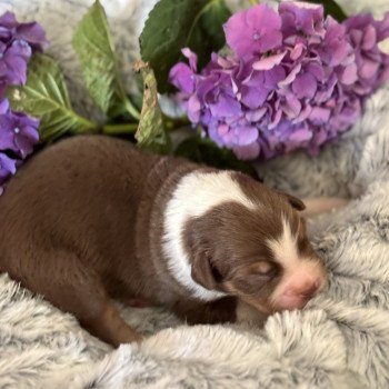 chiot 8 des Embruns de Jade Mâle Berger australien