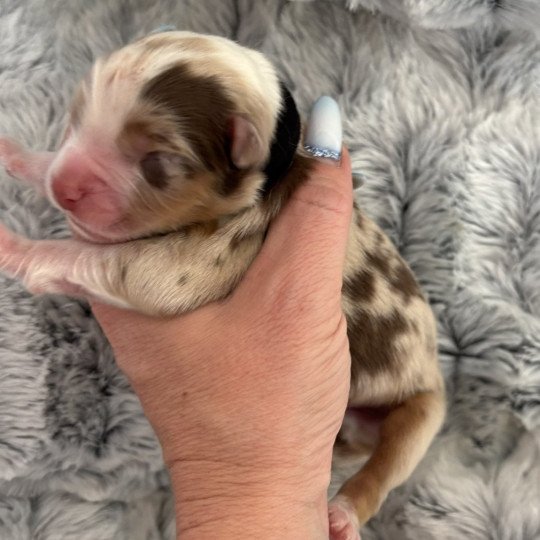 chiot Berger australien rouge merle chiot 9 Elevage des Embruns de Jade  