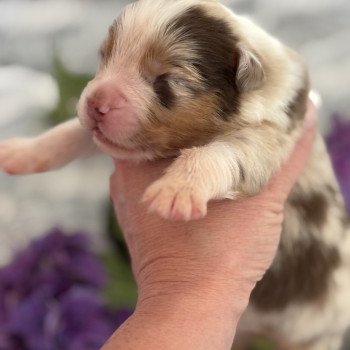 chiot 9 des Embruns de Jade Mâle Berger australien