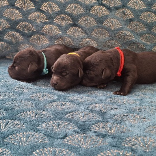 chiot Retriever du Labrador Noir Les Perles de Saint Albin  