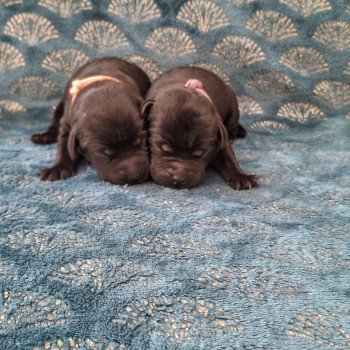 5e chiot (Portée Ultra Bulma des Perles de Saint Albin ❤ Sorghal Sweet Braveheart Melody 2025) - Femelle Noire Collier rose des Perles de Saint Albin Femelle Retriever du Labrador