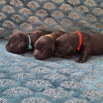 7e chiot (Portée Ultra Bulma des Perles de Saint Albin ❤ Sorghal Sweet Braveheart Melody 2025) - Mâle Noir Collier rouge des Perles de Saint Albin Mâle Retriever du Labrador