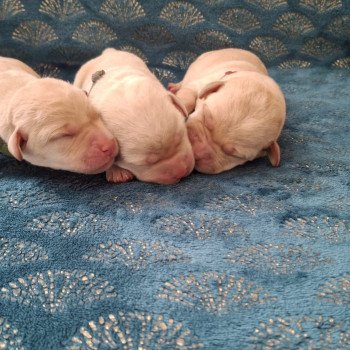 8e chiot (Portée Ultra Bulma des Perles de Saint Albin ❤ Sorghal Sweet Braveheart Melody 2025) - Femelle Sable Collier gris des Perles de Saint Albin Femelle Retriever du Labrador