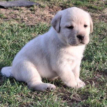Femelle Sable Collier gris  (Bulma  ❤ Sorghal ) des Perles de Saint Albin Femelle Retriever du Labrador