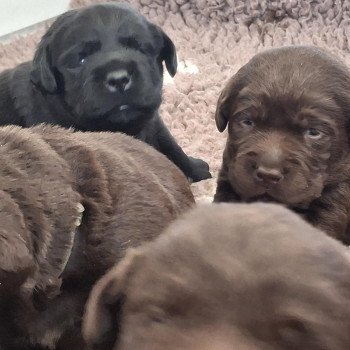 Collier Bleu des Perles de Saint Albin Mâle Retriever du Labrador