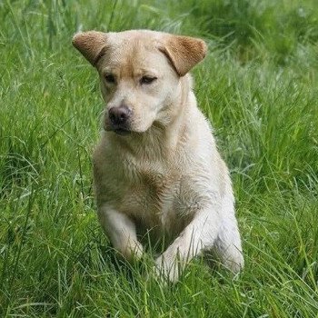 Ultra Bulma des Perles de Saint Albin Femelle Retriever du Labrador