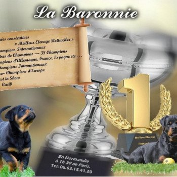 Elevage rottweilers de La Baronnie