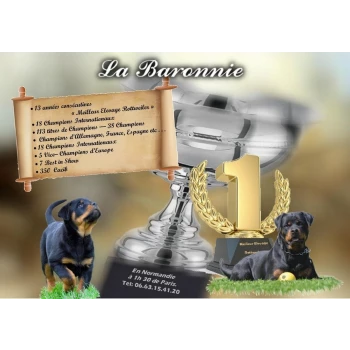 Elevage rottweilers de La Baronnie