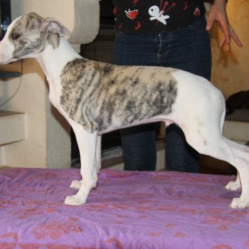 Petrus de Tetiaroa Mâle Whippet