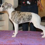Petrus de Tetiaroa Mâle Whippet Petrus de Tetiaroa Mâle Whippet